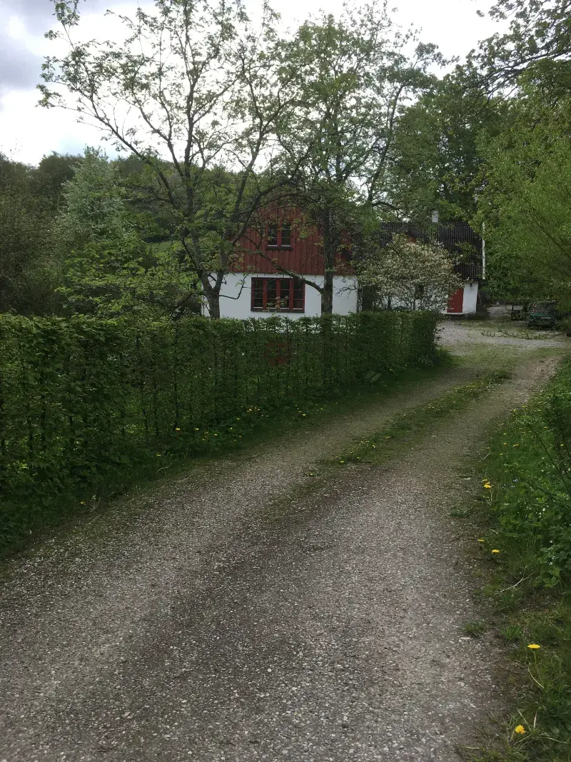 Avenbokshäck längs infarten till ett hus