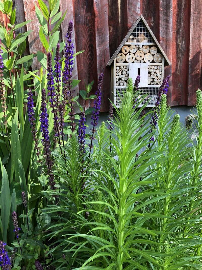 Insektshotell med murarbin och stäppsalvia som gynnar den biologiska mångfalden.