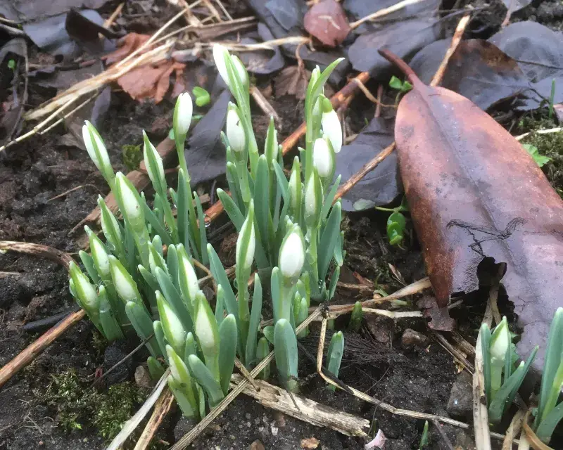 Snödroppar som håller på att tränga upp ur marken